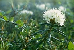 Трава багульник болотный