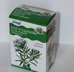 Багульник болотный