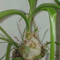 Индийский лук