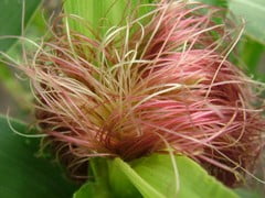 Кукурузные рыльца