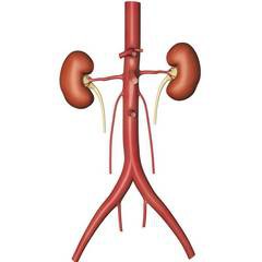 Подвздошная артерия