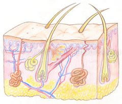 Потовые железы