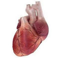 Ревматизм сердца