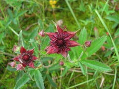 Сабельник болотный