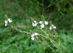 Вербена лекарственная
